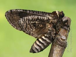 Image result for Cossus cossus