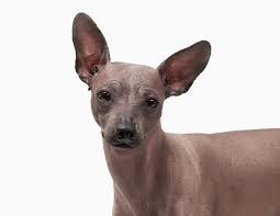 We did not find results for: Mexikanischer Nackthund Xoloitzcuintle Hunde