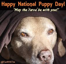 Observed each year on march 23rd, national puppy day celebrates the unconditional love and use #nationalpuppyday and post photos of your puppy on social media. Happy National Puppy Day