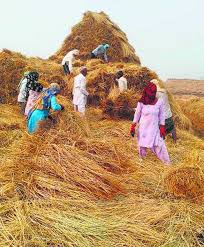 This article will guide you through the process of identifying, growing, harvesting, and using straw mushrooms for cooking and preserving. Karnal Farmers Show How To Handle Paddy Straw