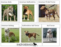 Breed Misidentification All About Pit Bulls