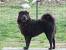 Shar Pei Fluffy Chow Dog