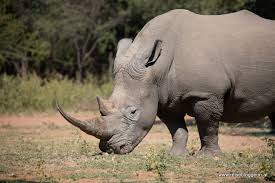 Java nashorn with examples and topics on functional interface, anonymous class, lambda for list, lambda for comparable, default methods, method reference, java date and time, java nashorn, java optional, stream, filter etc. The Big Five Lowe Leopard Elefant Buffel Und Nashorn
