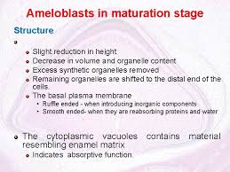 Animal cells with organelles removed. Amelogenesis Process Of Enamel Formation Cell Responsible Ameloblast