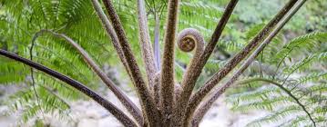 Image result for Cyathea cf. humilis