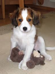 Heute unterhält man entenkojen nur noch zu wissenschaftlichen zwecken, und die kooikerhondje wurden zum beliebten begleithund. Kooikerhondje Vom Alfseekooi Vdh Fci Liebhaberzuchtstatte Kooikerhondje