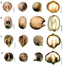 Image result for Rytigynia sp. M