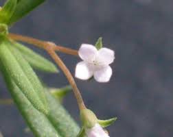 Image result for Oldenlandia cana