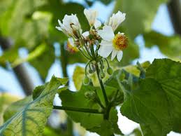 Image result for Sparrmannia
