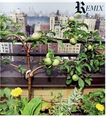 Trees new york partners with community gardens and public schools to prove that fruit trees can be successfully integrated into the garden design. Urban Farming From New York City To London Urban Farming Roof Garden Urban Garden