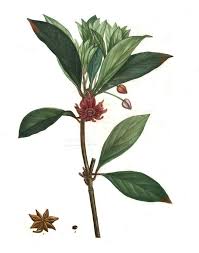 Badiane Fruit Du Badanier Plus Connue Sous Le Nom D Anis Etoile Numelyo Botanique Alimentation Illustration Botanique Arbres Et Arbustes Arbuste