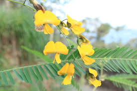 Image result for Smithia