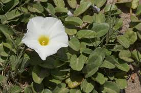 Image result for Ipomoea tenuipes