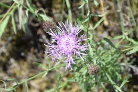 Image result for Stoebe