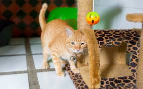 Welcome to the best in 24 hour veterinary care! Pet Hotels In Abu Dhabi Cloud9 Falcon Hospital Avc More Mybayut