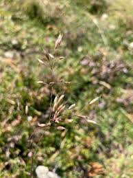 Image result for Avenella