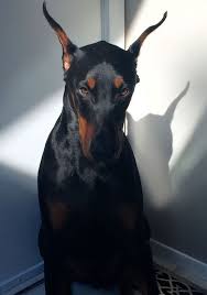 random radness shock mansion random radness shock mansion random radness shock mansion breakfastsetdesign smartest dog breeds animals doberman dogs