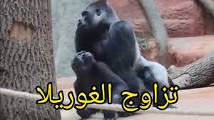 تزاوج الغوريلا في حديقة الحيوانات - YouTube