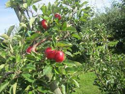 In spring, the trees produce clouds of blossom that can't fail to lift the spirits, while fruits and foliage provide rich autumnal colour. Cool Place Of The Day Brogdale National Fruit Collection Kent The Independent The Independent