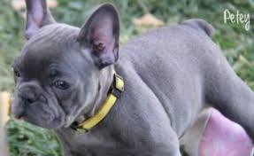 Akc purebred french bulldog puppies for sale with one year health guarantee 50% off now. 5 Best French Bulldog Breeders In Colorado Reviews Smiling Bulldogs