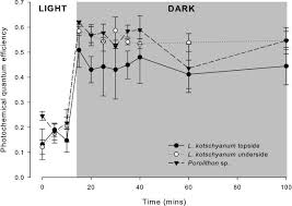 Image result for Kotschya sp.no.A