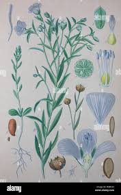Image result for Linaceae