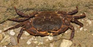 Image result for Polysphaeria ribauensis