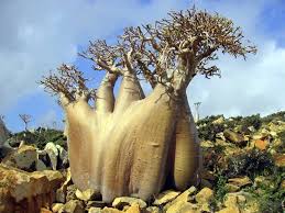 Présentation de l'arbre le plus beau du japon. 15 Forets Insolites Qui Semblent Venir D Une Autre Planete
