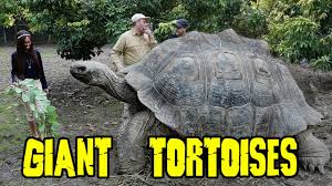 A study of old logbooks. Giant Galapagos Tortoises Youtube