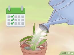 Flowers are usually white, purple, pink, or some combination thereof. How To Care For A Dendrobium Orchid 12 Steps With Pictures