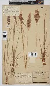 Image result for Bewsia