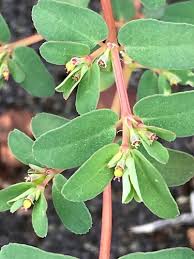 Image result for Euphorbia inaequilatera