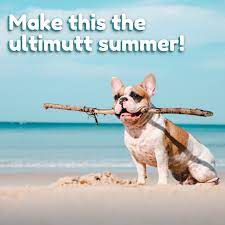 Island pet hospital palm beach. Egvtk0kqszegkm