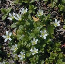 Image result for Cerastium indicum