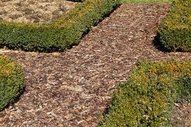 Pilze Auf Rindenmulch Warum Wachsen Sie Da