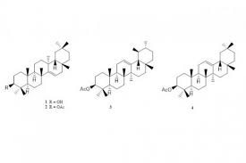 Image result for Triainolepis