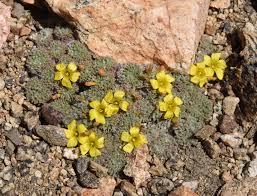 Image result for Oxalis anthelmintica
