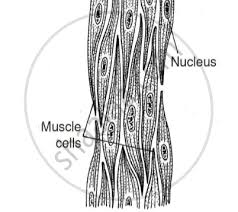 The main function of muscles in the body is to help to move and maintain posture. Smooth Muscle Diagram Class 11 Draw A Neat Labelled Diagram Of Non Striated Muscle Learn How To Draw Smooth Muscle Pictures Using These Outlines Or Print Just For Coloring Novellav Toknot
