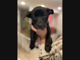 I want to hire petting zoos in salem, nh. Pet Adoption In The North Andover Area New Dogs Cats Added This Week North Andover Ma Patch