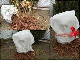 Der kellerraum für die überwinterung sollte idealerweise zwei bis zehn grad warm sein. Hortensien Uberwintern Gartentipps