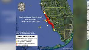 Red Tide Is Back Off The Coast Of Florida Residents Arent