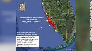 red tide is back off the coast of florida residents arent