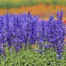Image result for Salvia farinacea