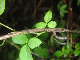 Image result for Teramnus