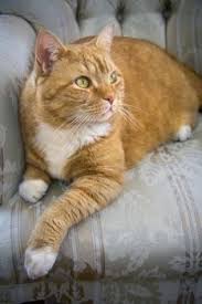 They would make fantastic companions—and chances are there are a few orange tabbies at your local shelter now! Tabby Cat Personality Orange Tabby Cats Cat Personalities Tabby Cat