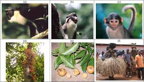 Image result for Oldfieldia