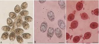 Image result for Ocimum minutiflorum