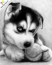 Broderie Diamant Noir Et Blanc Bebe Husky Bebe Husky Animaux Animaux Adorables