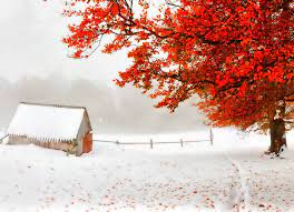 Autumn And Winter Wallpaper Winter Wallpaper Winter Trees Free Winter Wallpaper
