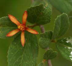 Image result for Grewia flava